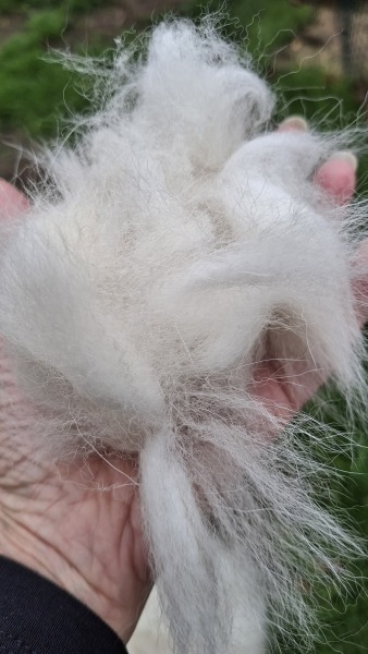 Found this tuft of fur in my garden - what did it come from?
