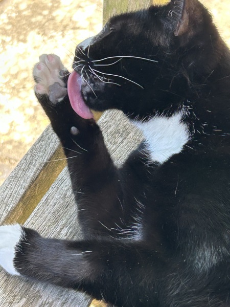 Thread 23 Starmer - Reflux Remedy