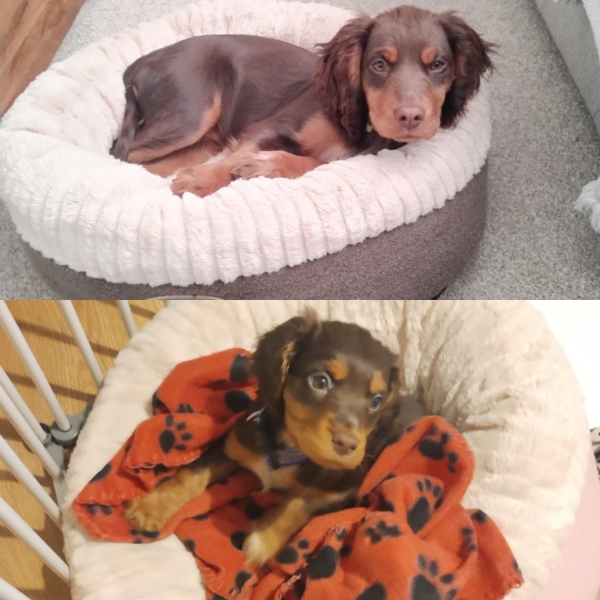 Shameless puppy pic post - please admire my gorgeous boy