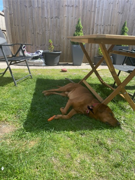 Ho ho ho...here we go round again! Countdown to Christmas 2025, thread 1