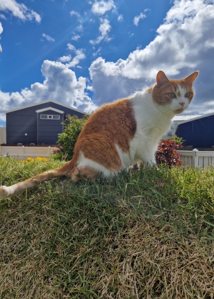 Roond and roond and up and doon - the Excellent Cats roam aboot