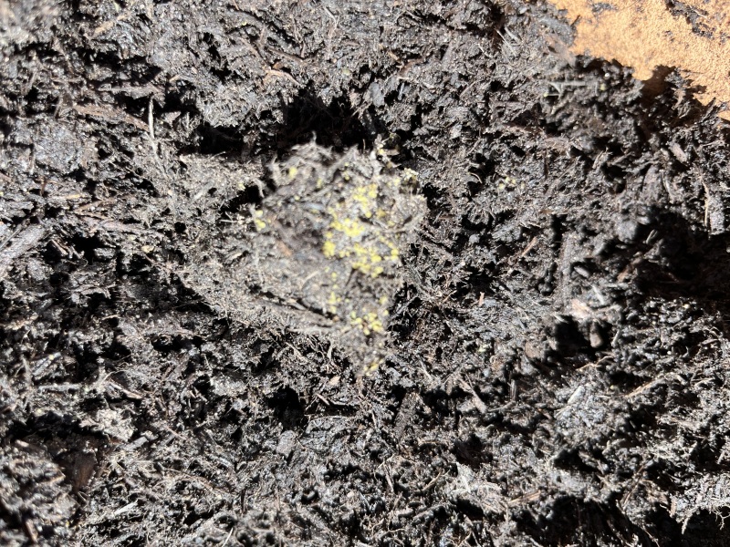 Green stuff in compost?