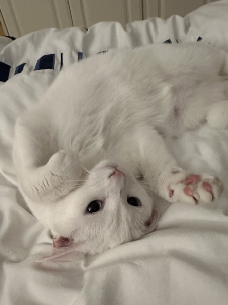 Roond and roond and up and doon - the Excellent Cats roam aboot