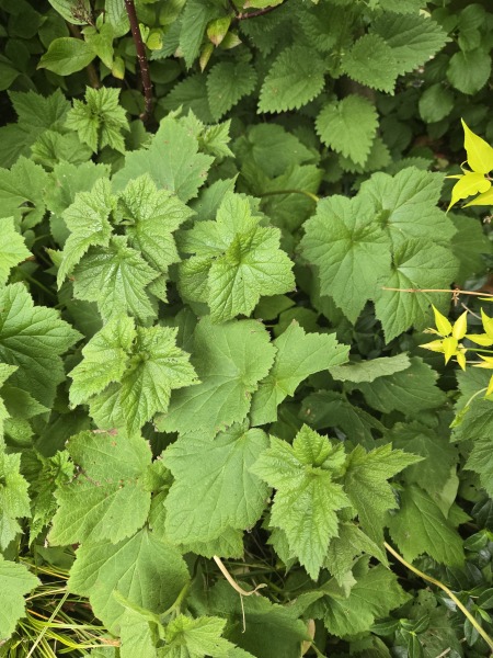 Is this a weed?