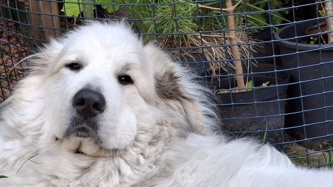 Adolescent Dog Survival Thread - for teenage dirtbags