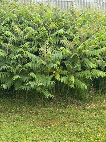 ID help please
