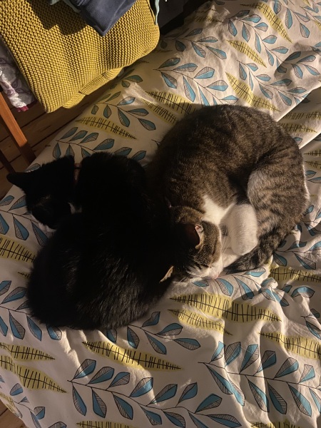 CATS!
