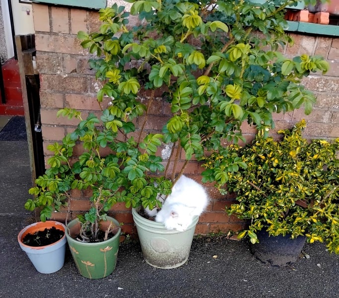 Hymns in Minor Keys & the Russian Easter Overture - the Excellent Cats ignore Culture.....