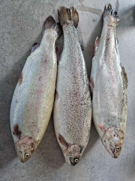 Year round Nigel Slater discussion thread Part 2