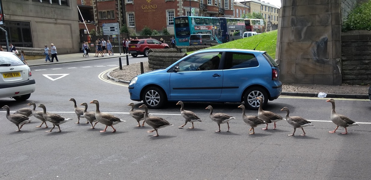 Thread 23 Starmer - Reflux Remedy