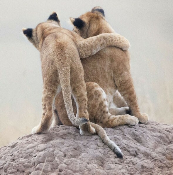 The Bluestocking Women’s Pub - The Return of Salad and the Lion