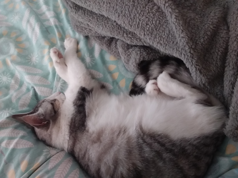 Roond and roond and up and doon - the Excellent Cats roam aboot