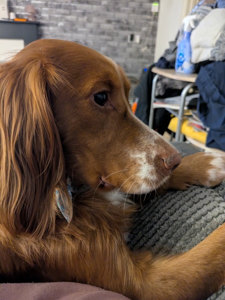 Adolescent Dog Survival Thread - for teenage dirtbags