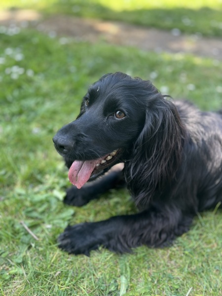 Adolescent Dog Survival Thread - for teenage dirtbags