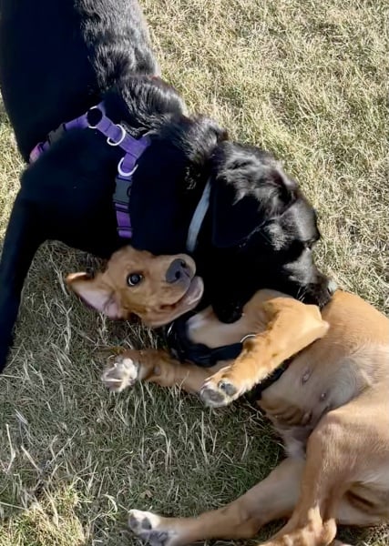 Other dog pinned my dog to the floor at puppy class