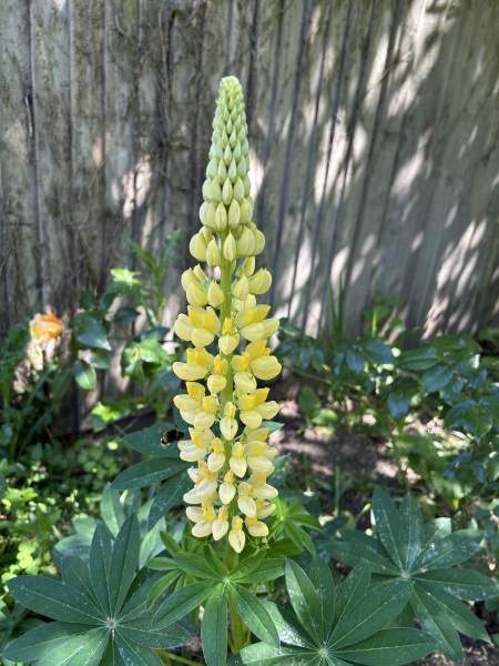 Do we have a Wildlife/Nature/Conservation topic?