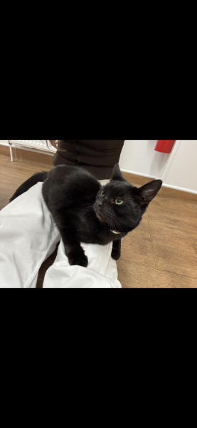 Owner died cat alone