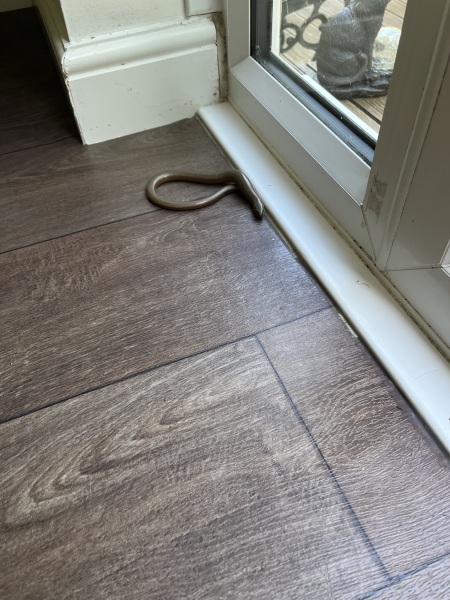 Was this a slow worm ?