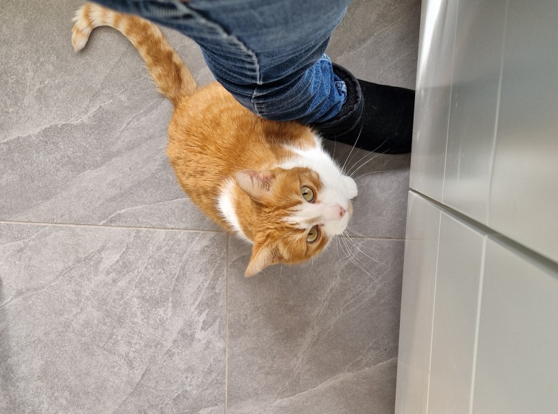 Hymns in Minor Keys & the Russian Easter Overture - the Excellent Cats ignore Culture.....