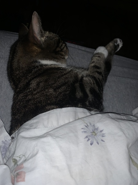 I have lost my cat inside the house