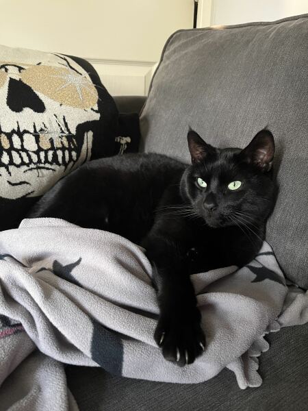 Indoor cat