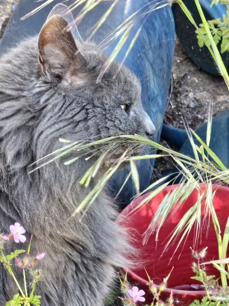 Roond and roond and up and doon - the Excellent Cats roam aboot