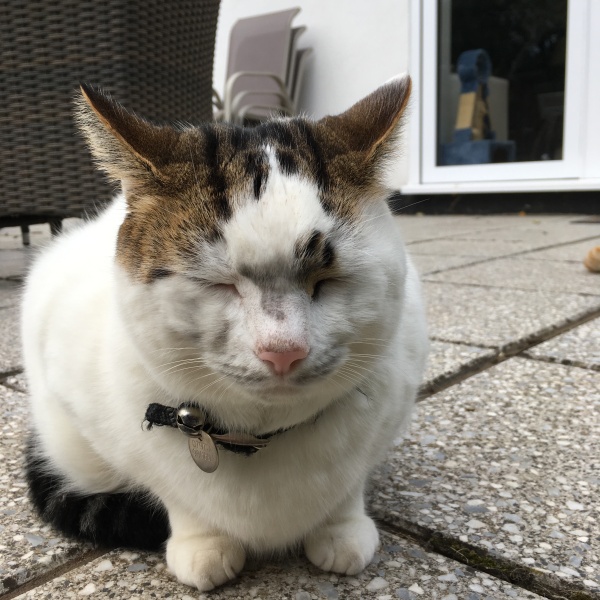 Is it just my white cat?