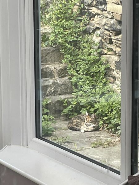 There is a kitten living in my garden