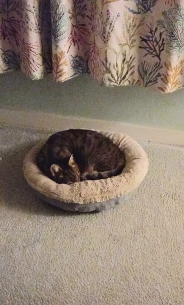 Hymns in Minor Keys & the Russian Easter Overture - the Excellent Cats ignore Culture.....