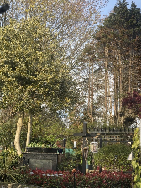 Garden design  with pics