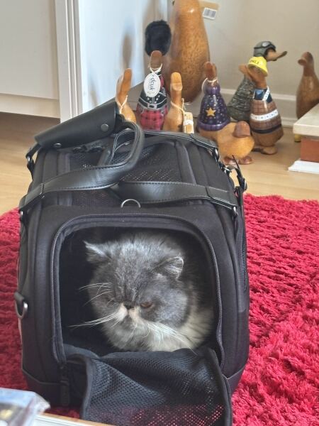 Pampered, Persian, Princess Penelope