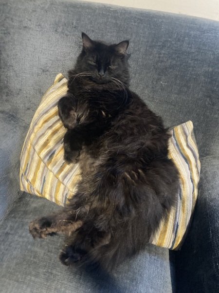 How exhausted are your cats today?