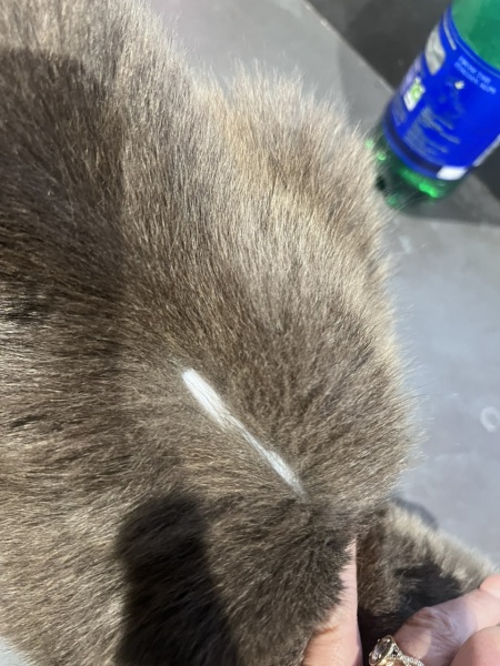 Fellow cat owners, WTF is this on my boy?!?