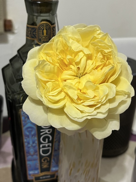 Which rose has bloomed first in your garden?