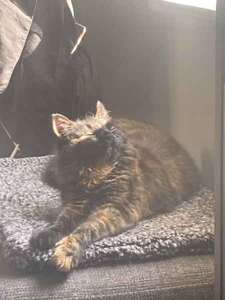 How exhausted are your cats today?