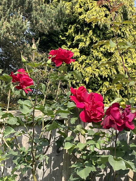 Which rose has bloomed first in your garden?