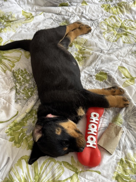 When to get a new dog?
