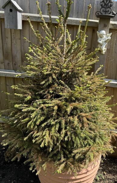Potted Christmas tree help