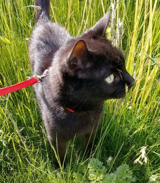 Roond and roond and up and doon - the Excellent Cats roam aboot