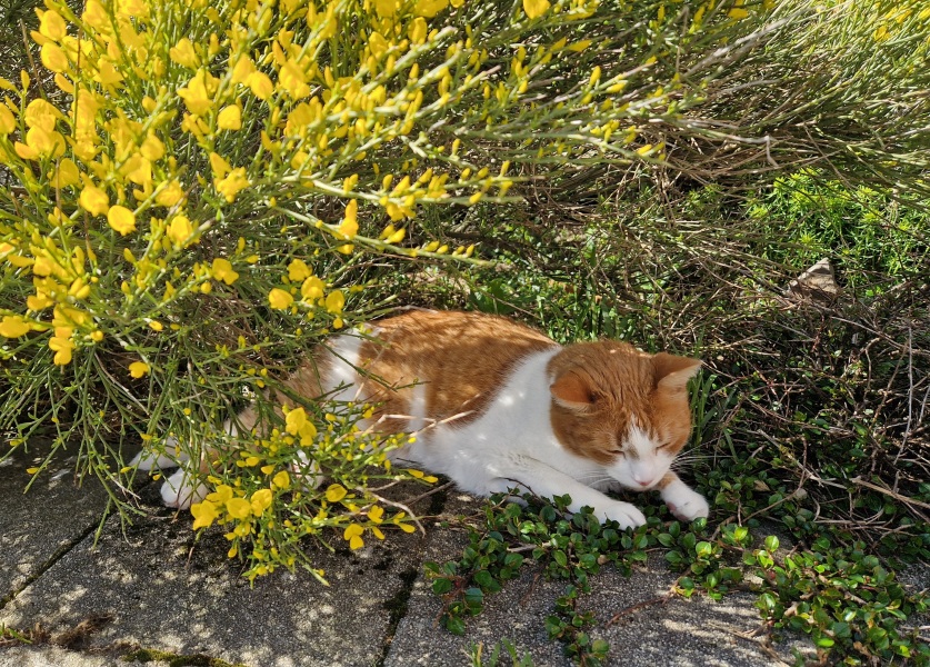 Roond and roond and up and doon - the Excellent Cats roam aboot