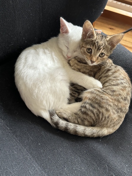 Roond and roond and up and doon - the Excellent Cats roam aboot