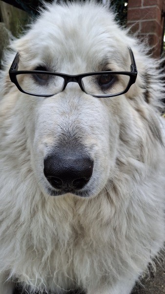 Adolescent Dog Survival Thread - for teenage dirtbags