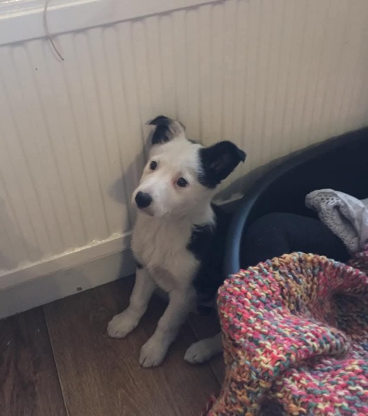 Shameless puppy pic post - please admire my gorgeous boy