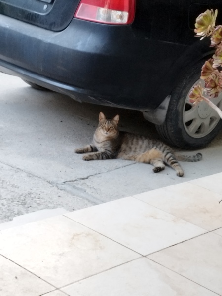 How exhausted are your cats today?