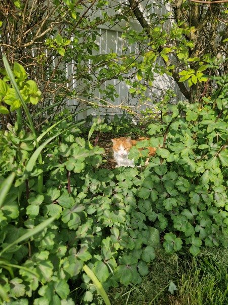 Roond and roond and up and doon - the Excellent Cats roam aboot