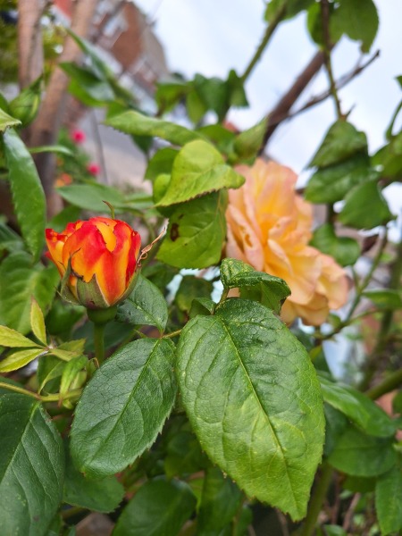 The Year Round Nigel Slater Discussion thread