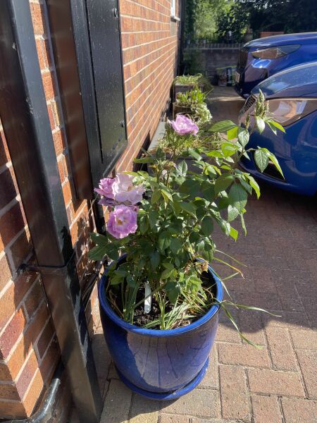 Which rose has bloomed first in your garden?