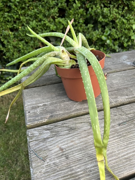 How can I help this indoor plant?