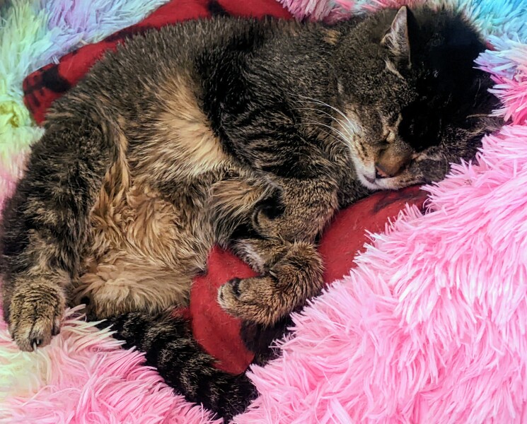 Ageing Cat. Support.