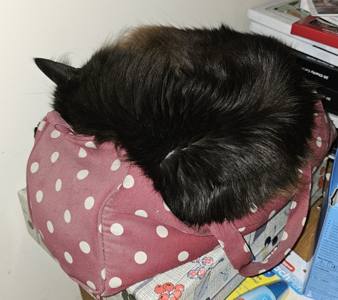 Roond and roond and up and doon - the Excellent Cats roam aboot